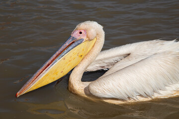 Pelican in Djoudi national park