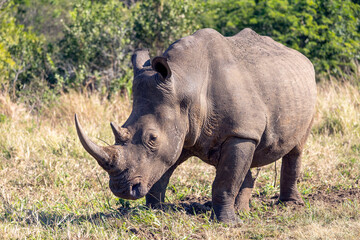 Obraz premium white rhino in the wild