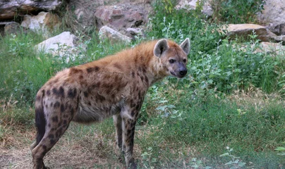 Abwaschbare Fototapete Hyäne Dangerous hyena in nature