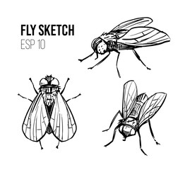 Fly sketch. Insect, Hand drawn vector outline