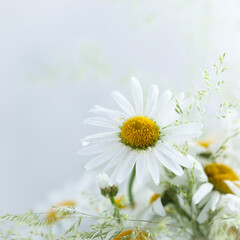 Fototapeta premium Daisy or chamomile flowers in bloom, wild bouquet with grass
