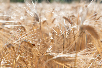 Wheat. Golden field of cereals ready for harvest. Grain crops. Spikelets closeup with ladybug, sunny June. Important food grains