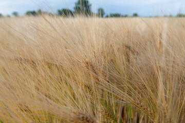 Wheat. Golden field of cereals with forest and blue sky at horizon. Grain crops. Spikelets closeup, sunny June. Important food grains