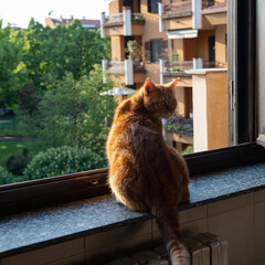 Cute red tabby cat rests at home on the windowsill with an open window, looks into the garden and enjoys the warm sun rays and fresh air. Adorable young pet.