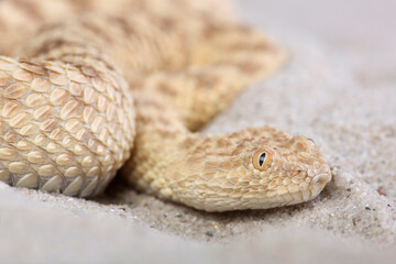 A portrait of a Sahara Sand Viper
