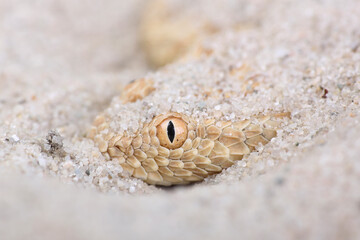 A portrait of a Sahara Sand Viper
