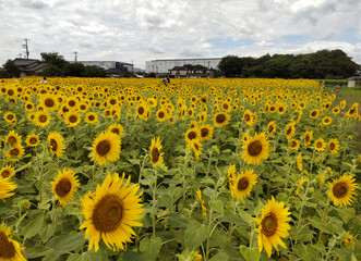 向日葵畑 sunflower field