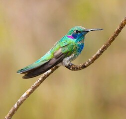White-vented Violetear (Colibri serrirostris)