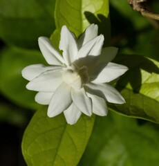 Closeup of Jasminum sambac. Arabian jasmine. Indian mogra flower. White flower. Flower wallpaper, background.

