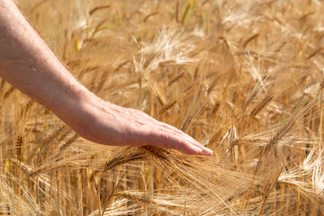 Man holding in his hand ripe golden spikelets of wheat. Cereals grows in field. Grain crops....