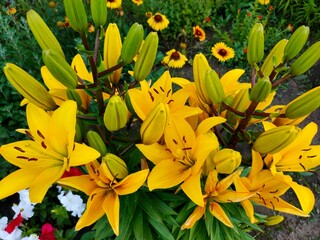 Obraz premium Yellow lilies bloom in the garden on a flower bed. Floral background.