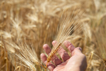 Man holding in his hand ripe golden spikelets of wheat. Cereals grows in field. Grain crops. Important food grains