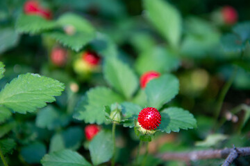 Wild strawberries with ripe red berries grow in the forest on a sunny meadow