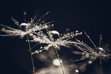 Beautiful dew drops on dandelion seed macro. soft black background. Water drops on parachutes...