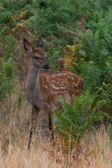 Young red deer, with spotted camouflage coat