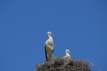white storks in the nest © Blue Green Eyes