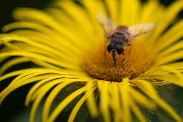The common drone fly, called Eristalis tenax, collecting pollen from an Inula helenium plant
