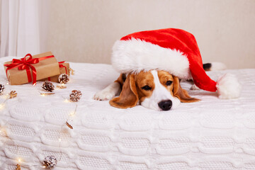 Merry Christmas. A beagle dog in a Santa Claus hat is lying on the bed and waiting for the holiday at home with gifts.