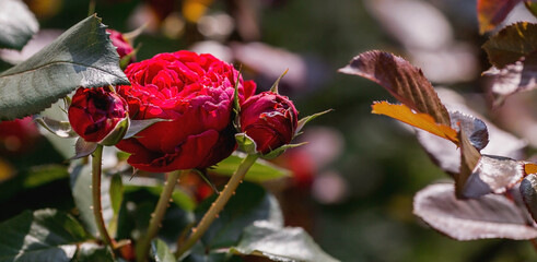 A red rose with dew and raindrops at dawn. Beautiful sunlight. The background image is green-red....