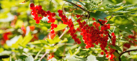 Red currant on a bush branch in the garden at dawn. The glow from the sun. Garden useful summer berry. The concept of healthy eating.  Vitamins and diet.
