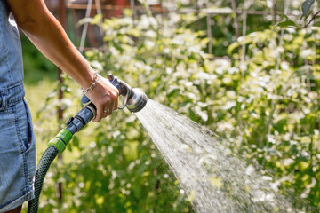 Hands of a girl with a watering hose close-up. The farmer's wife waters the tomatoes. The concept...