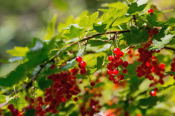 Red currant on a bush branch in the garden at dawn. The glow from the sun. Garden useful summer berry. The concept of healthy eating.  Vitamins and diet.
