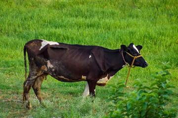 Sad and sick cow standing on autumn grassland