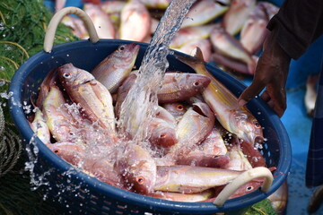 washing a basket of red snapper fishes in a market