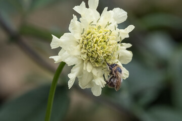 bee on white flower