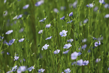 Fototapeta premium blue flowers in the grass