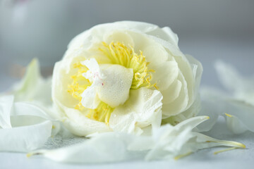 Bright fresh peony in bloom