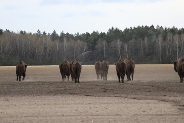 herd of horses