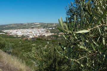 town in the countryside of andalucia, surrounded by olive trees, extra virgin olive oil tree