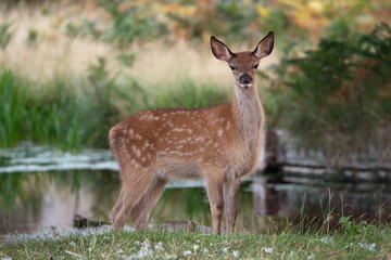 Fallow deer with distinctive white spots