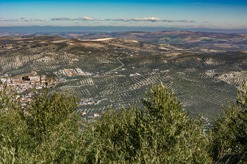 Fototapeta na wymiar panoramic view of an olive grove in Andalusia, sunny winter day after harvesting the olives