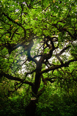 Fototapeta premium tree in the forest