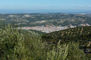 town in the countryside of andalucia, surrounded by olive trees, extra virgin olive oil tree