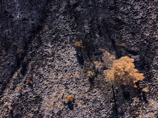 forest burnt by a summer forest fire in Spain