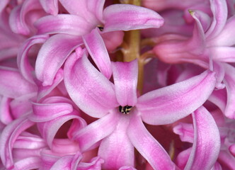Obraz na płótnie Canvas hyacinth flowers macro pink background