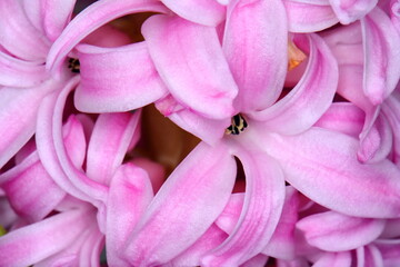 hyacinth flowers macro pink background
