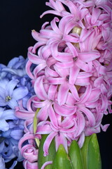 Pink and blue hyacinth isolated on black background