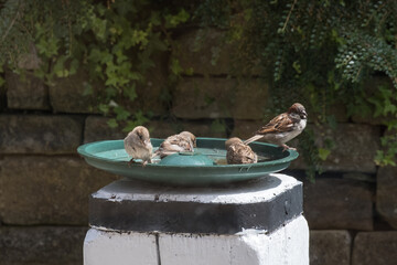 birds in a bird bath in summer