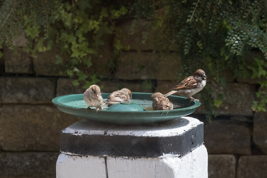 Birds In A Bird Bath In Summer