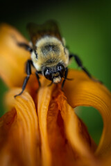 Bee on orange lily