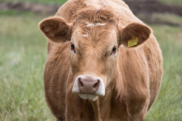 Portrait of a cow