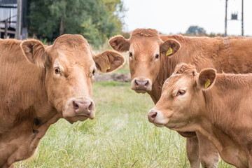 Group of cows in a field