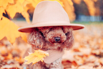 cute dog poodle in coat and hat sits on carpet of maple leaves in autumn park in leaf fall, concept of fall season