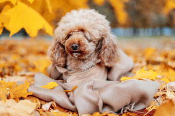 cute dog poodle in coat sits on carpet of maple leaves in autumn park in leaf fall, concept of fall season