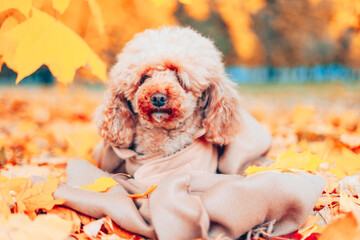cute dog poodle in coat sits on carpet of maple leaves in autumn park in leaf fall, concept of fall season