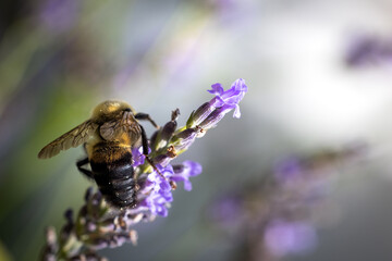 Bee on lavender